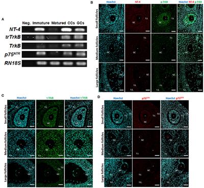 Beneficial Effects of Neurotrophin-4 Supplementation During in vitro Maturation of Porcine Cumulus-Oocyte Complexes and Subsequent Embryonic Development After Parthenogenetic Activation